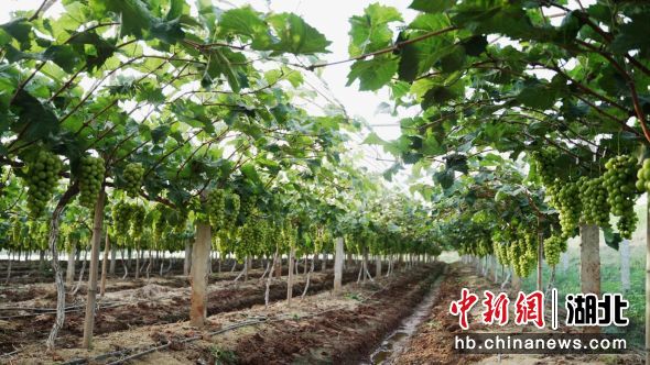 戴家坡村陽光玫瑰葡萄