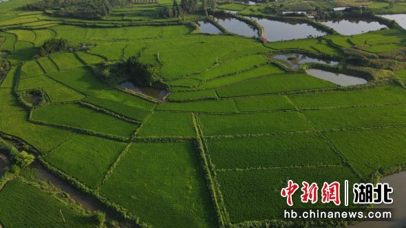 戴家坡村優(yōu)質(zhì)稻產(chǎn)業(yè)